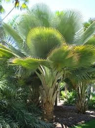 Copernicia fallaensis H 3 m vaso 90 – Palma tropicale rara a ventaglio foto reale