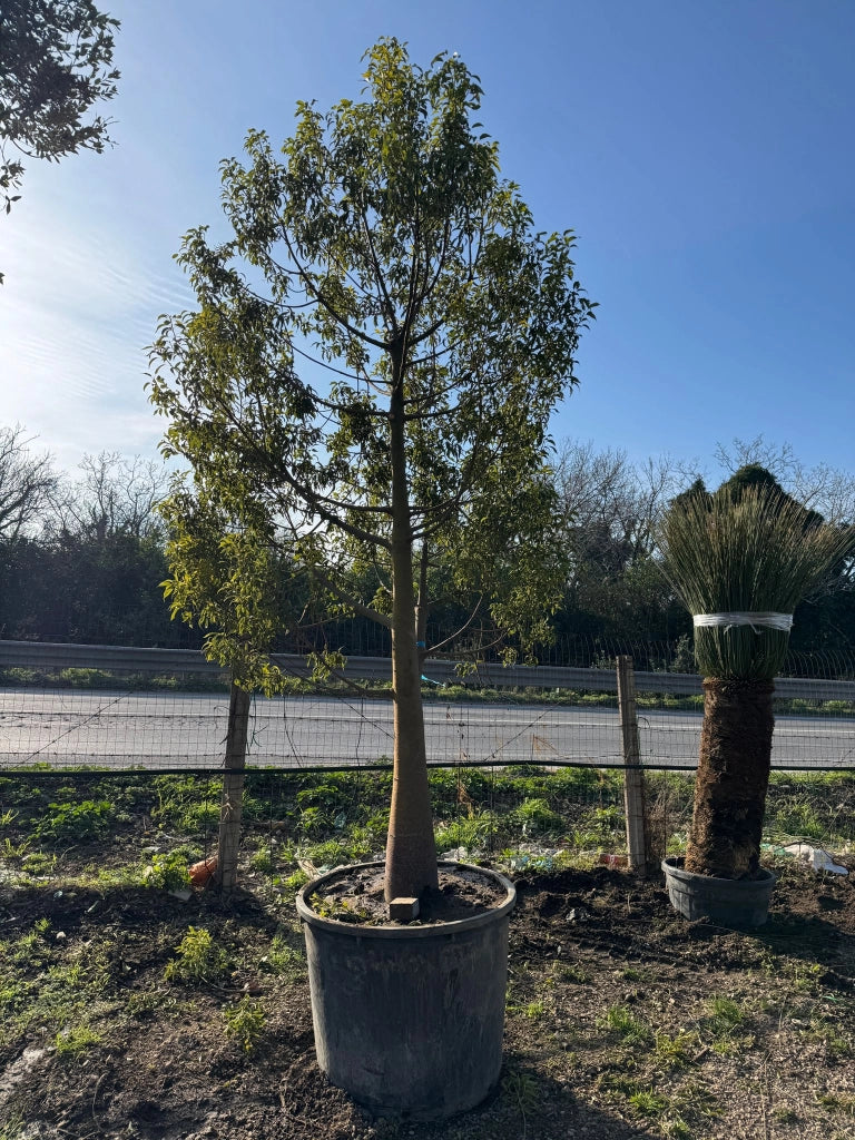Brachychiton Rupestris Grande Esemplare – Albero Bottiglia foto reali
