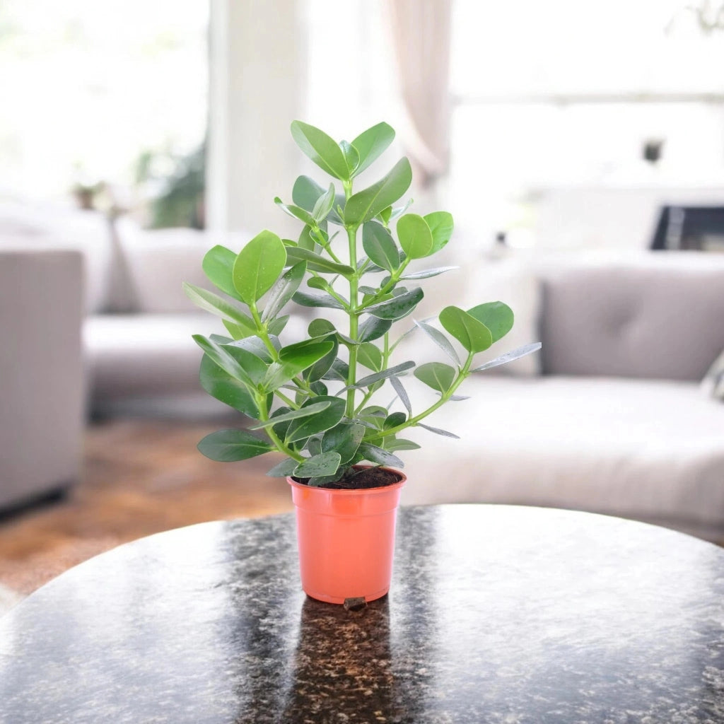 Gardenaria Clusia rosea 'Princess' - Pianta da interno ornamentale Altezza: 55 cm (vaso 17)