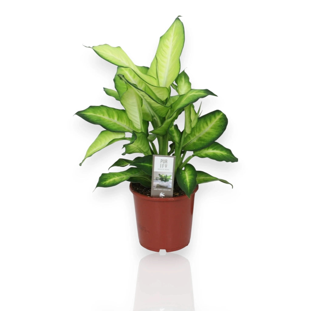 Gardenaria Dieffenbachia 'Summer style' - Pianta da interno ornamentale Altezza: 60 cm (vaso 17)