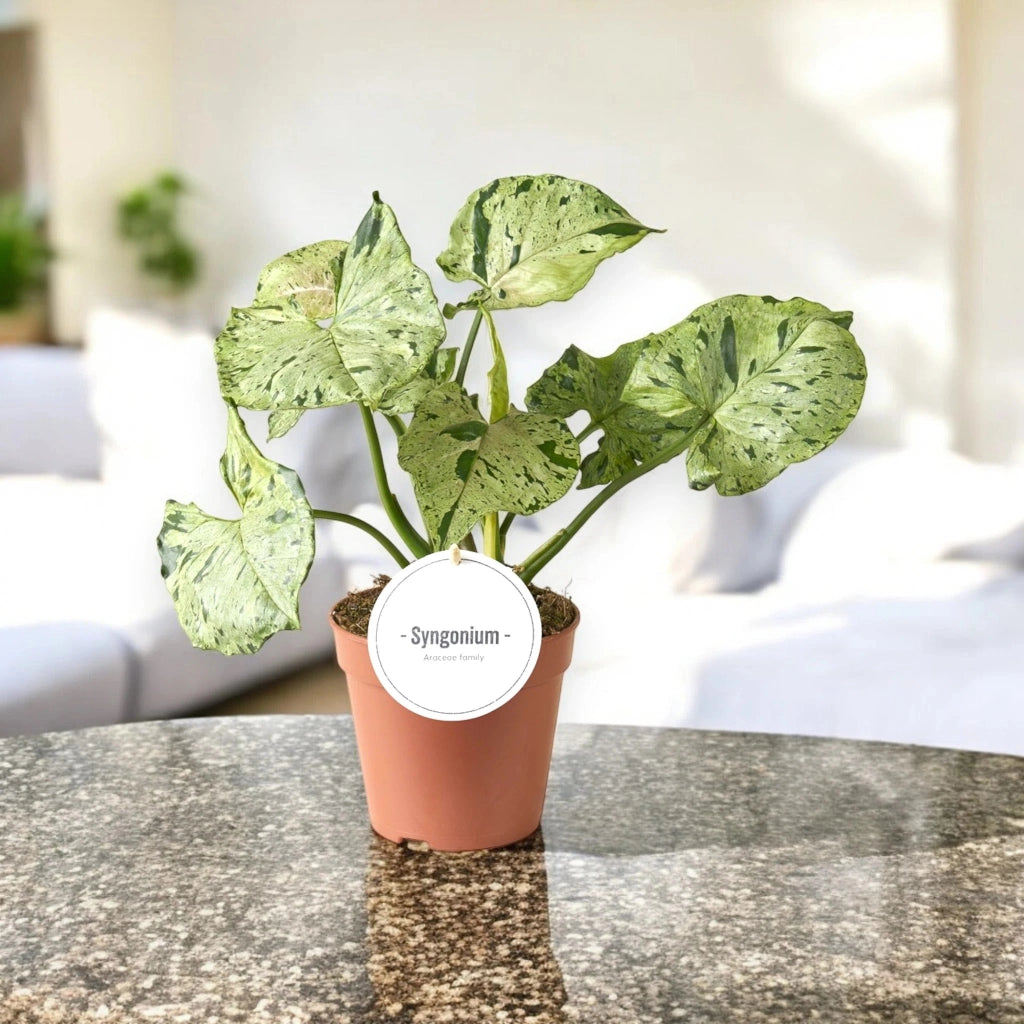 Gardenaria Syngonium 'Green splash' - Pianta da interno ornamentale Altezza: 25 cm (vaso 12)