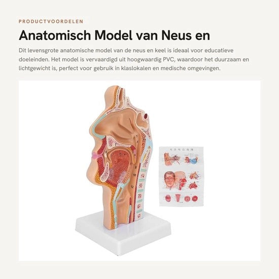 Modello Anatomico in PVC di Alta Qualità - Rilievo Realistico - Fatto con Materiale Duraturo