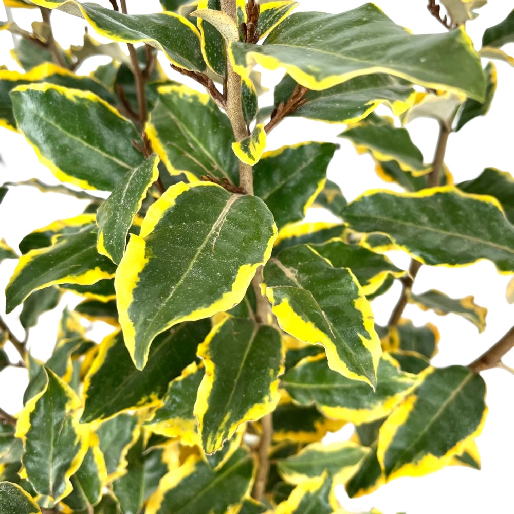 Pianta di ELEAGNUS GOUMI VARIEGATO ornamentale CESPUGLIO VASO 20 CM H 40/60 CM