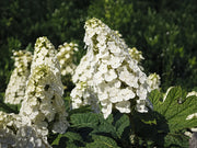 Gardenaria Ortensia - Hydrangea Quercifolia 'Snow Queen' - Pianta acidofila ornamentale da esterno Altezza: 40/50 cm (vaso19)