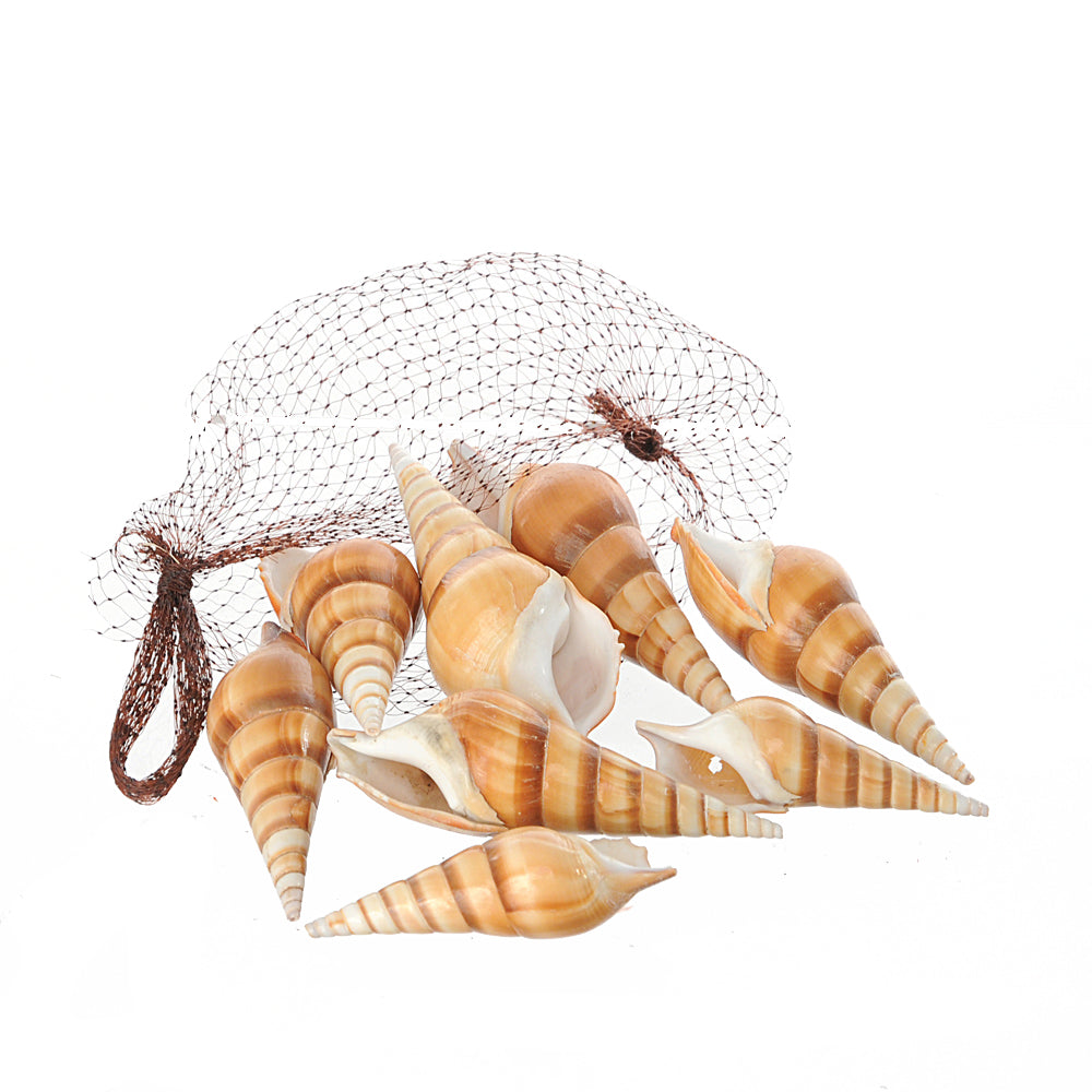 Set 6 Conchiglie Red Eluthani Peso 500 gr