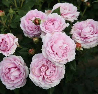 Gardenaria Rosa 'Konigin Marie' - Rosa da giardino Altezza: 40/50 cm (vaso20)