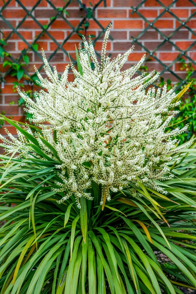 DRACAENA INDIVISA (CORDILINE) TRONCO SINGOLO VASO 70