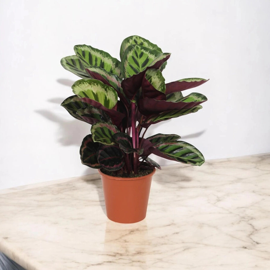 Gardenaria Calathea roseopicta 'Angela' - Pianta da interno ornamentale Altezza: 80 cm (vaso 19)