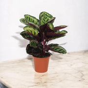 Gardenaria Calathea roseopicta 'Angela' - Pianta da interno ornamentale Altezza: 80 cm (vaso 19)