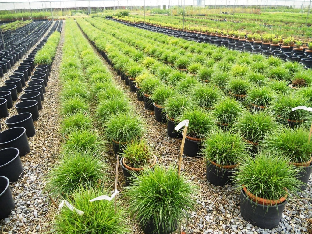 Gardenaria Pennisetum alopecuroides 'Hameln' - Graminacea ornamentale da esterno Altezza: 120 cm (vaso 24)