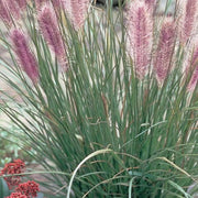 Gardenaria Pennisetum alopecuroides 'Red Head' - Graminacea ornamentale da esterno Altezza: 50 cm (vaso 17)