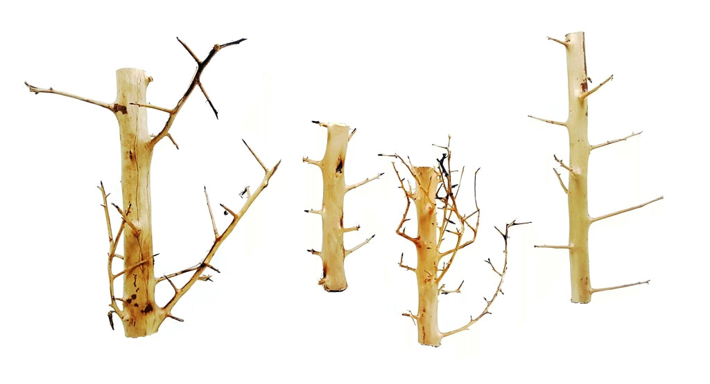 DecorLine Long Hands Wood - Legni decorativi naturali per acquari d' acqua dolce Modello: S (20-30cm)