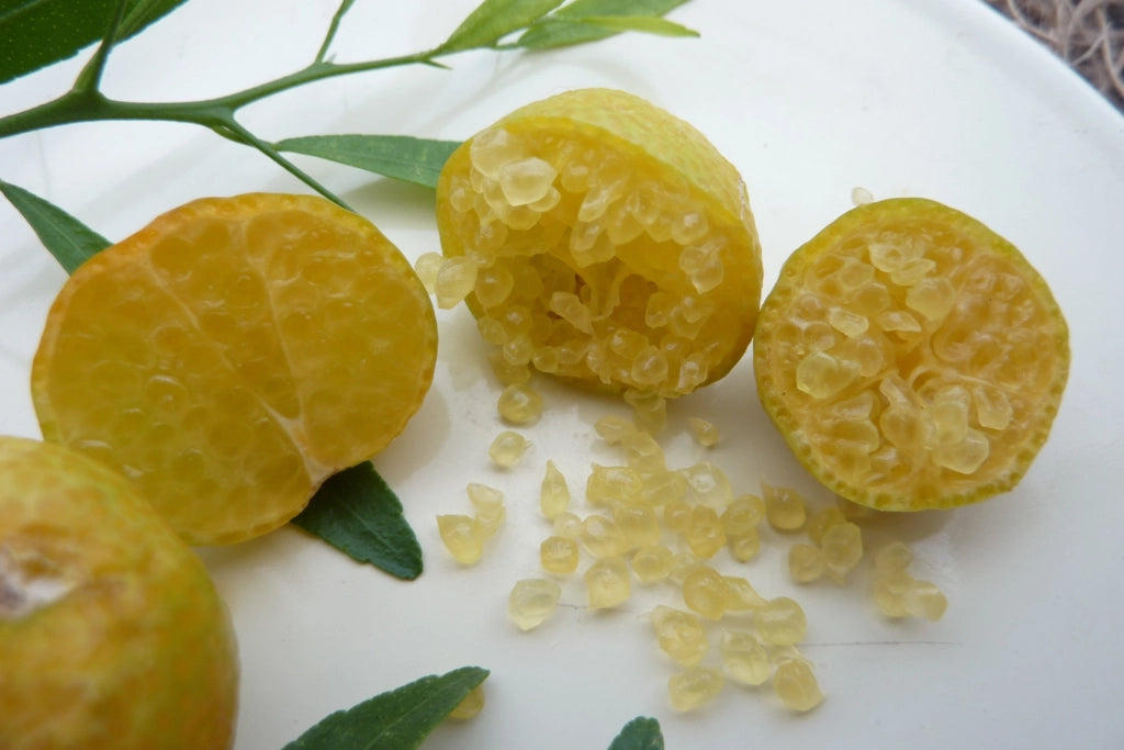 LIMONE CAVIALE Ovale Eremorange (Citrus glauca x Citrus sinensis) FOTO REALI