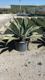 Agave Salmiana Vaso 70 cm Pianta Grassa Mediterranea Resistente alla Siccità