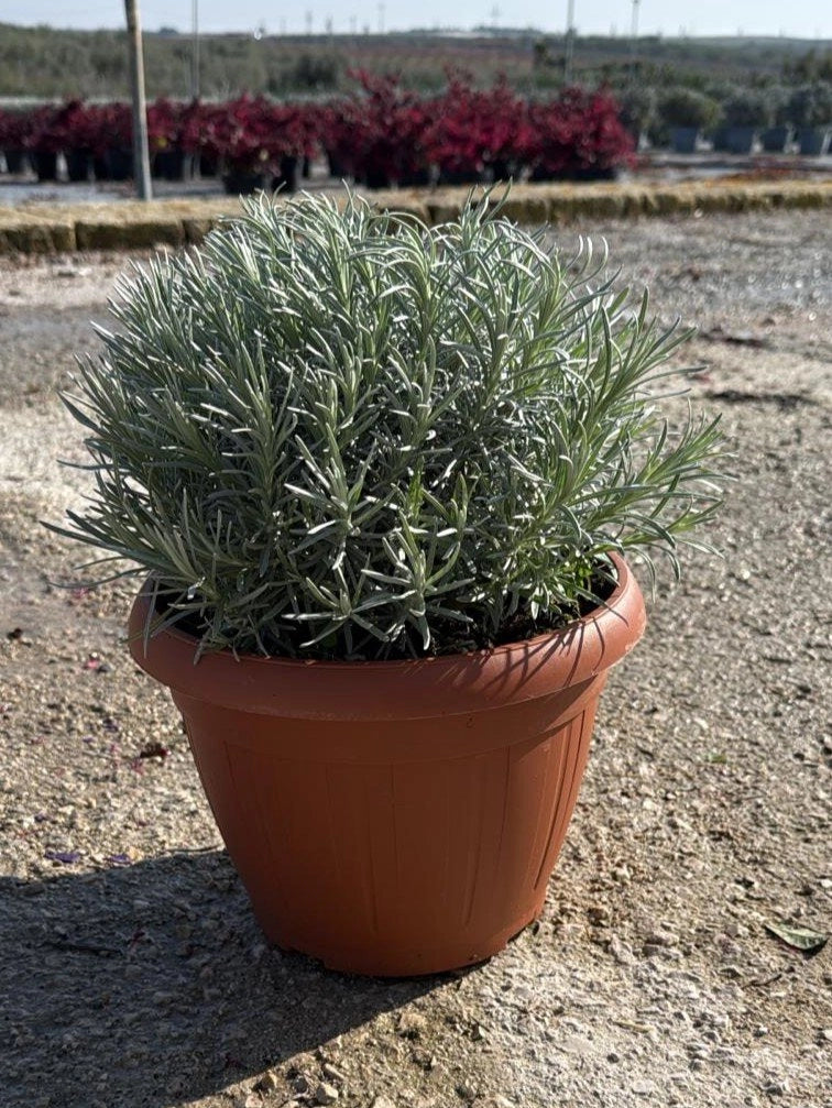HELICHRYSUM ITALICUM CESP.25