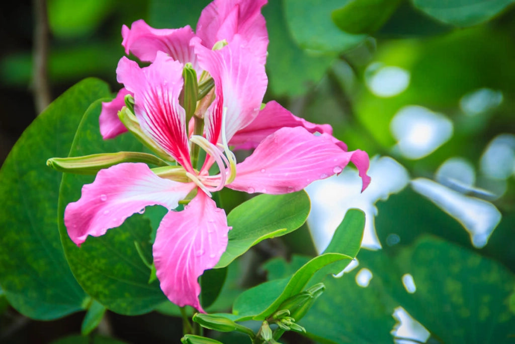 Pianta di bauinia purpurea, bauhinia, albero delle orchidee