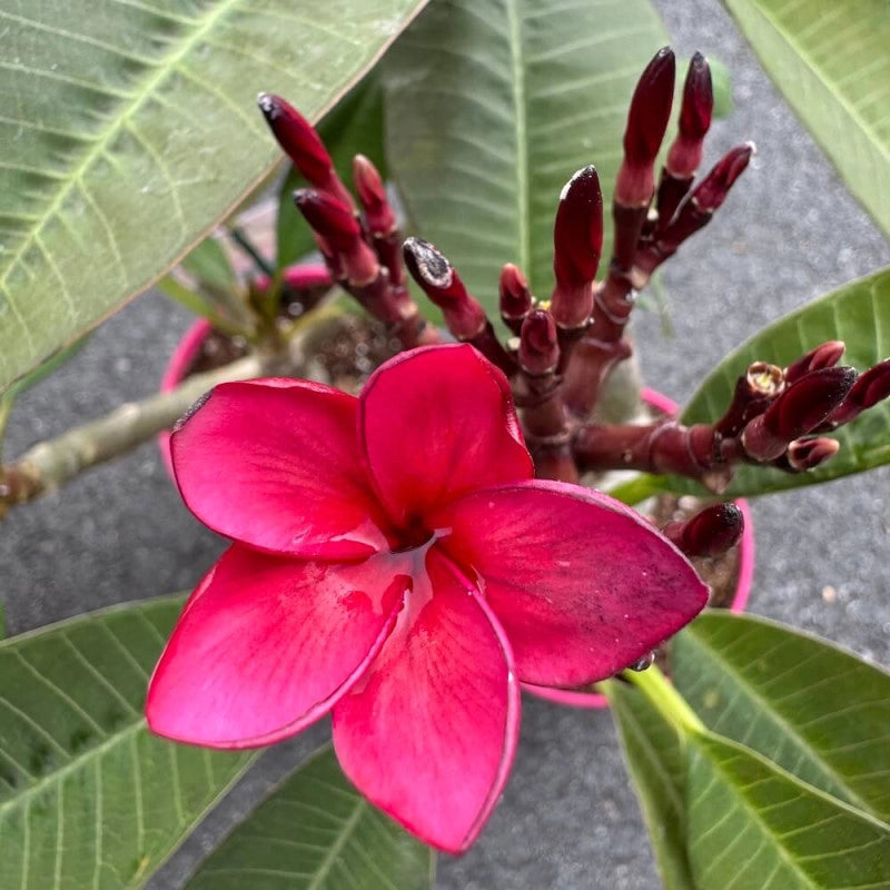 Pianta di plumeria frangipane 'cardinal', vaso 15cm h 50cm, foto reale