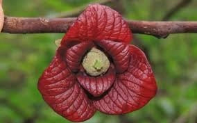 Asimina triloba Prima 1216 Banano di montagna del nord innestato autofertile H 60CM