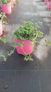 VERBENA ROSA VASO 18
