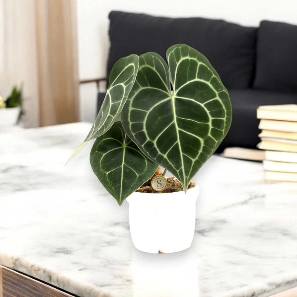 Gardenaria Anthurium clarinervium - Pianta da interno ornamentale Altezza: 30 cm (vaso 12)
