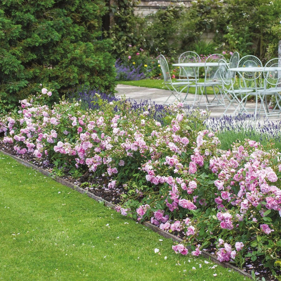 Gardenaria Rosa 'Harlow Carr' - Rosa da giardino Altezza: 40/50 cm (vaso20)