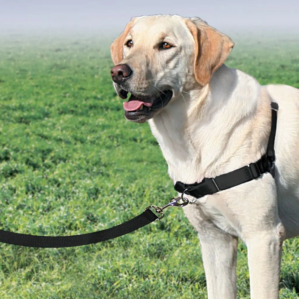 PetSafe Pettorina per Cani Easy Walk Misura L Nera 428427