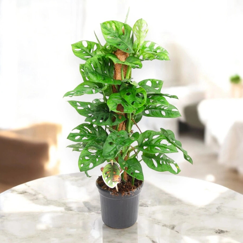 Gardenaria Monstera adansonii su tutore - Pianta da interno ornamentale Altezza: 160 cm (vaso 27)