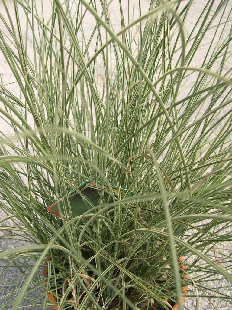 Gardenaria Miscanthus sinensis 'Morning Light' - Graminacea ornamentale da esterno Altezza: 100 cm (vaso 24)