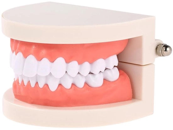 Modello di dentatura realistico - Modello di dimostrazione odontoiatrica - Simulazione di denti - Display di modello - Modello di ricerca - Realizzato in PVC di alta qualità