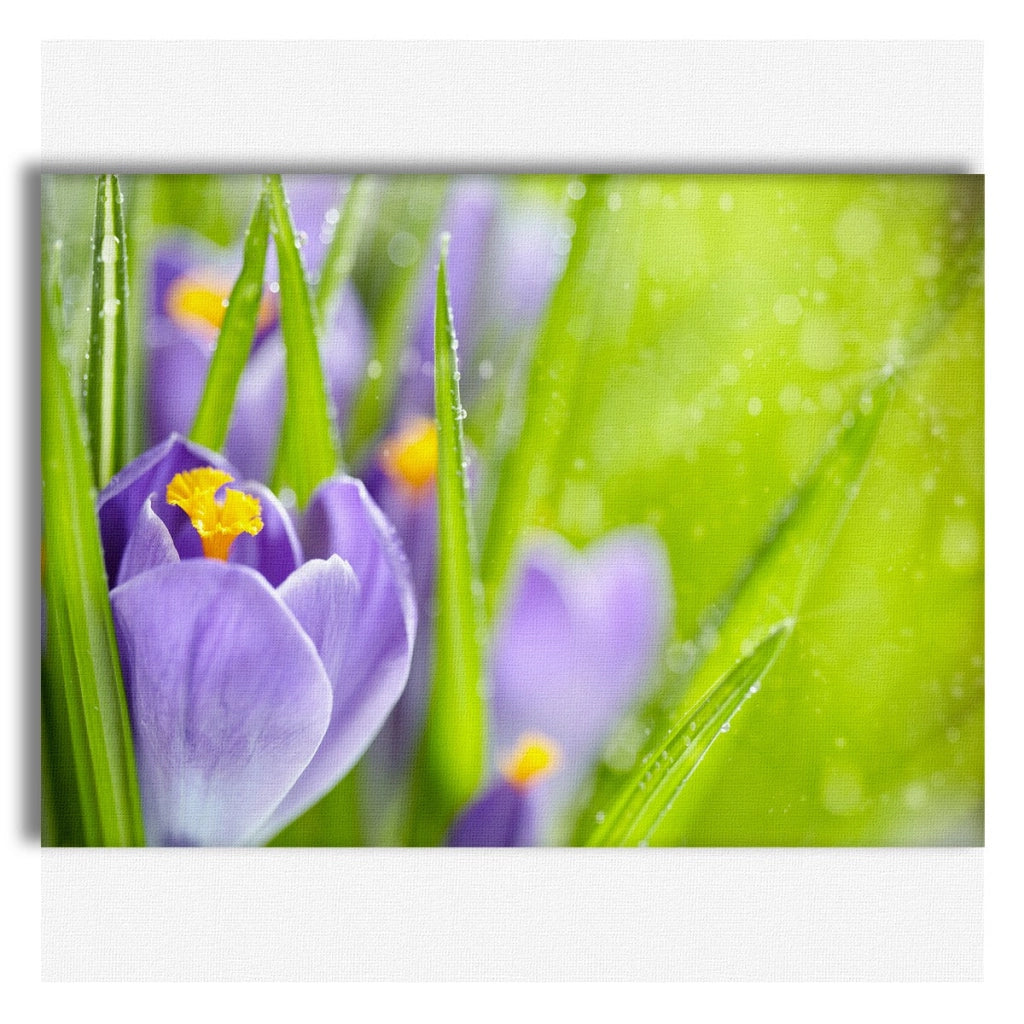 Fiori della Sorgente del Croco - Quadro Canvas su telaio in legno Misura: 100x70 cm
