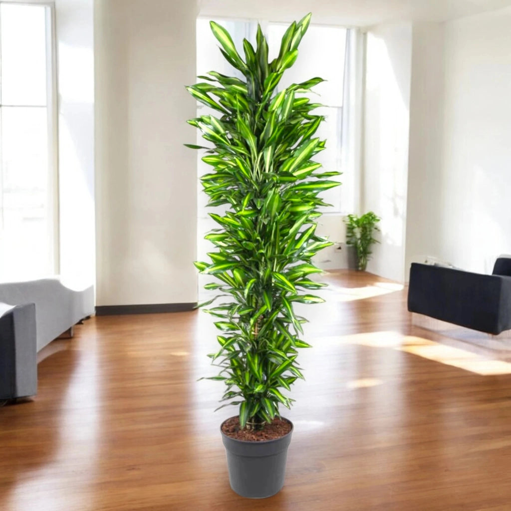Gardenaria Dracaena fragrans 'Cintho' - Pianta da interno ornamentale Altezza: 110 cm (vaso 21)