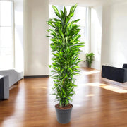 Gardenaria Dracaena fragrans 'Cintho' - Pianta da interno ornamentale Altezza: 110 cm (vaso 21)