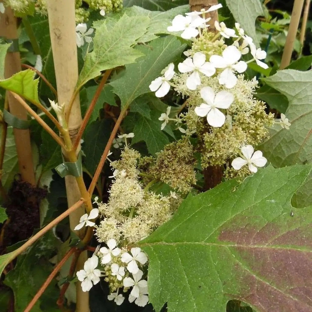 Gardenaria Ortensia - Hydrangea Quercifolia 'Ice Crystal' - Pianta acidofila ornamentale da esterno Altezza: 40/50 cm (vaso19)