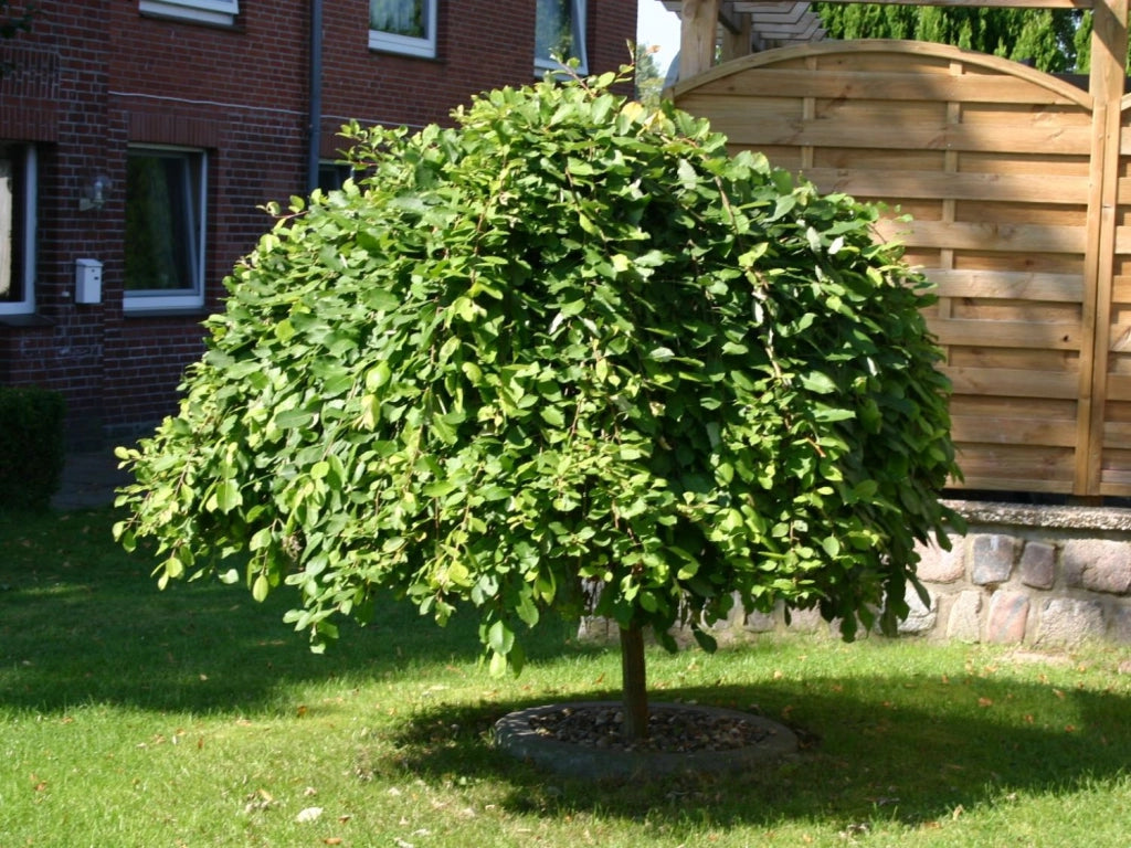 Salix Caprea Pendula Salice foto reali