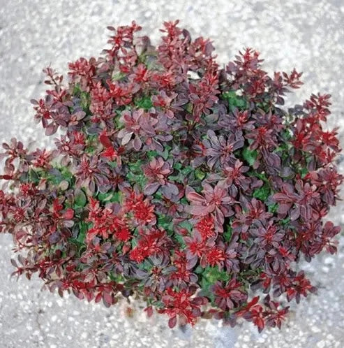 Gardenaria Berberis thunbergii 'Bagatelle' - Arbusto ornamentale da giardino Altezza: 30/35 cm (vaso19)