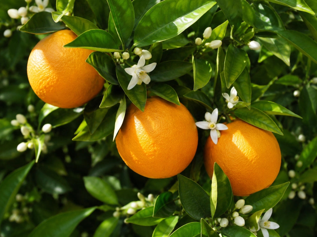 Gardenaria Arancio - Citrus sinensis 'Washington Navel' - Pianta di agrume da frutto in vaso Altezza: 70/80 cm (vaso 22)