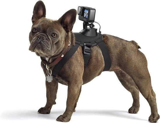 Cinturoni per cani - Camcorder - per cani avventurosi
