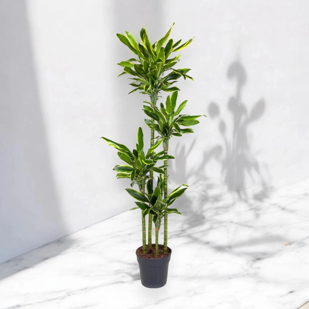 Gardenaria Dracaena fragrans 'Golden coast' - Pianta da interno ornamentale Altezza: 90 cm (vaso 21)