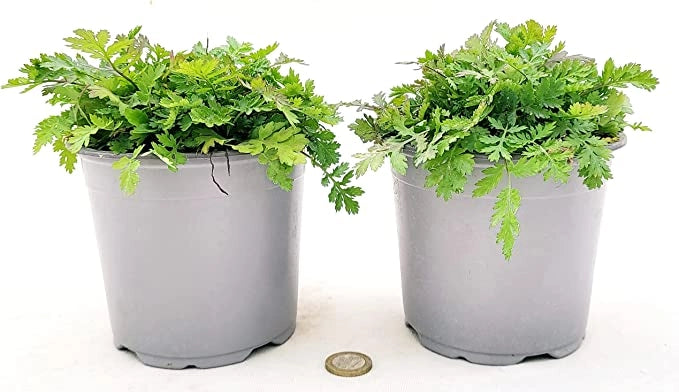 Salvia Ananas in Vaso 14 cm – Altezza 20 cm, Aromatica