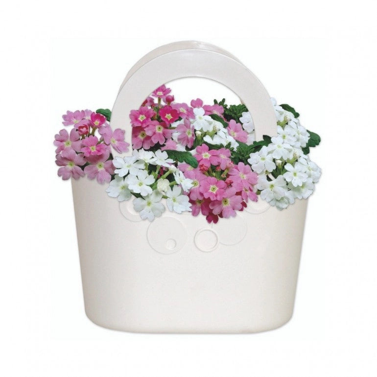 Kit Coltivazione Fiori di Verbena, con vaso in plastica Bianco, terriccio e semi