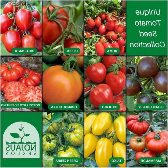 Set di semi di pomodoro - 10 varietà - Kit di avvio di semi di pomodoro - 10 confezioni - Semi di orto per piante - Box di semi di verdura - 10 varietà - Box di semi - Semi per orto.
