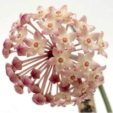 Hoya macrophylla fiore di cera vaso 8 cm foto reali