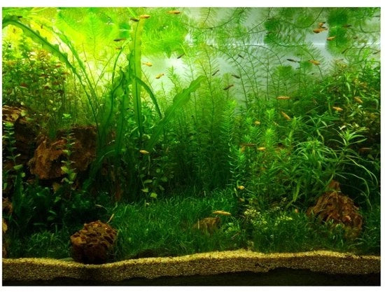 Decorazione per acquario con immagini HD - Poster autoadesivo - Decorazione di sfondo - Stile acquatico - Rimosso senza residui - Adatto per la maggior parte degli acquari (61 x 30 cm) - Poster di sfondo