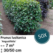 Pianta di Prunus lusitanica `Angustifolia` - 30-50cm - Radice di Carota
