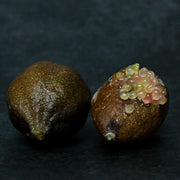 Gardenaria Limone Caviale Rosa (Finger Lime) - Microcitrus australasica - Pianta di agrume da frutto in vaso Altezza: 70/80 cm (vaso 22)