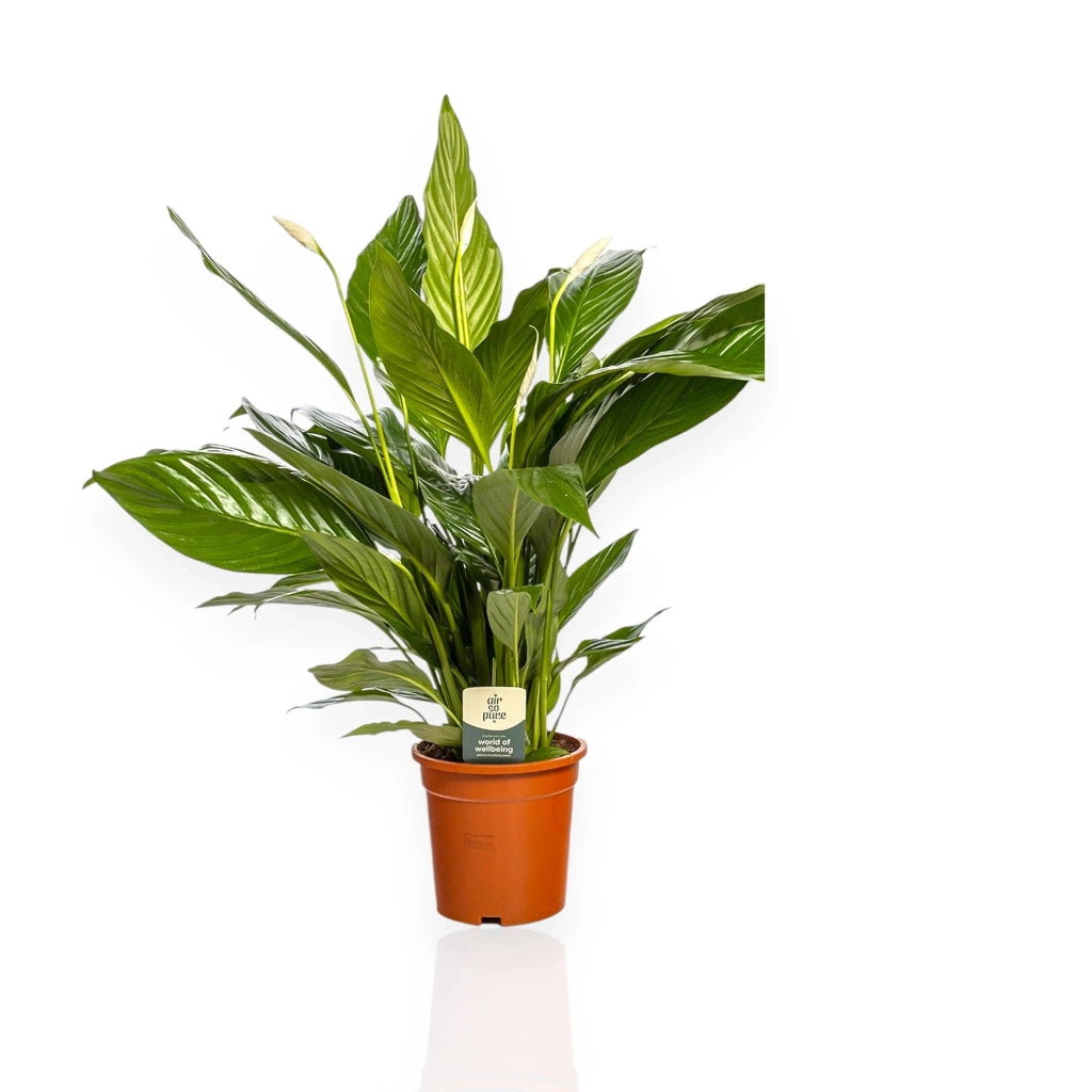 Gardenaria Spathiphyllum 'Sweet Lauretta' - Pianta da interno ornamentale Altezza: 80 cm (vaso 19)