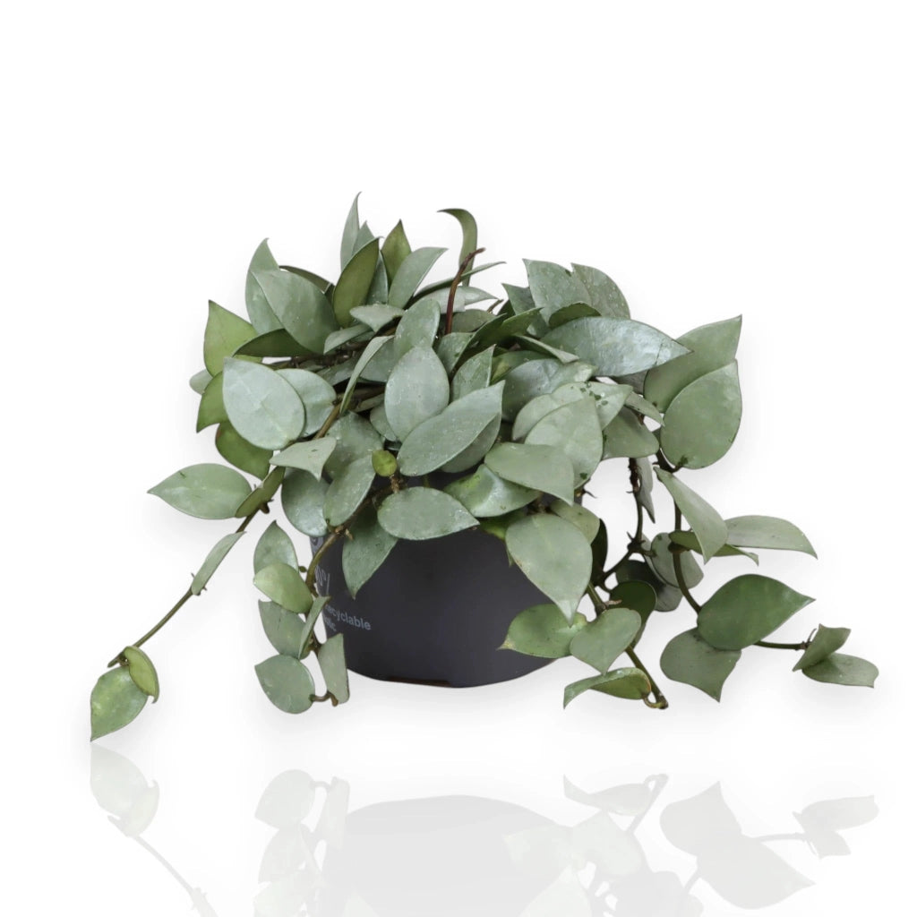 Gardenaria Hoya krohniana 'Eskimo' - Pianta da interno ornamentale Altezza: 15 cm (vaso 12)