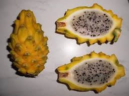 Hylocereus undatus, pitaya, frutto del drago, dragon fruit giallo H 80cm