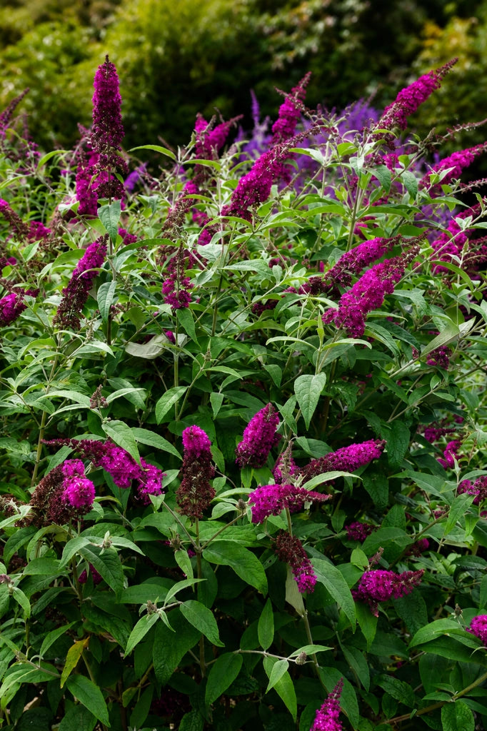 Gardenaria Buddleja 'Miss Ruby' - Arbusto ornamentale da giardino Altezza: 40/60 cm (vaso19)