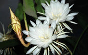 EPIPHYLLUM LINGUA DI SUOCERA A FIORE BIANCO GIGANTE FOTO REALI VASO 14CM